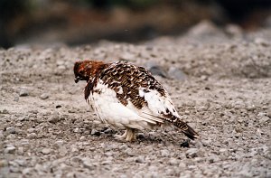 Ptarmigan, Willow, BL09P92I02